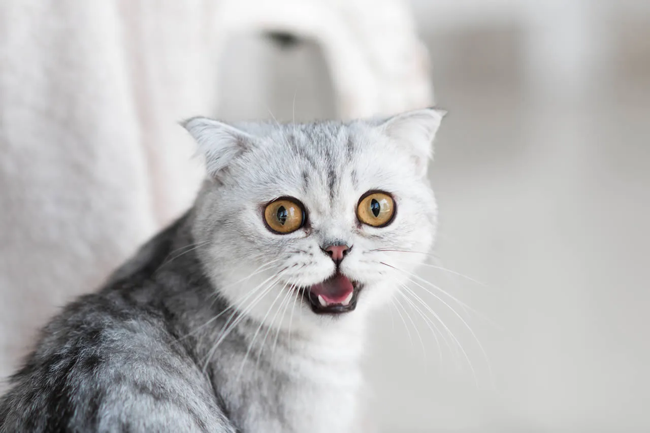 New Work Katze