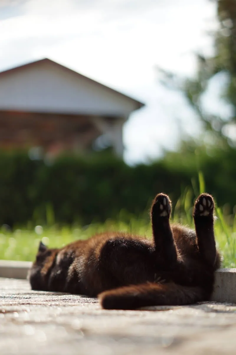 Katze Wertschätzung Paradox Katze auf dem Rücken Wertschätzung