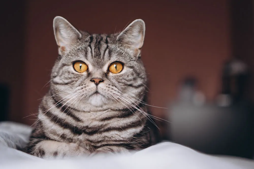 Katze