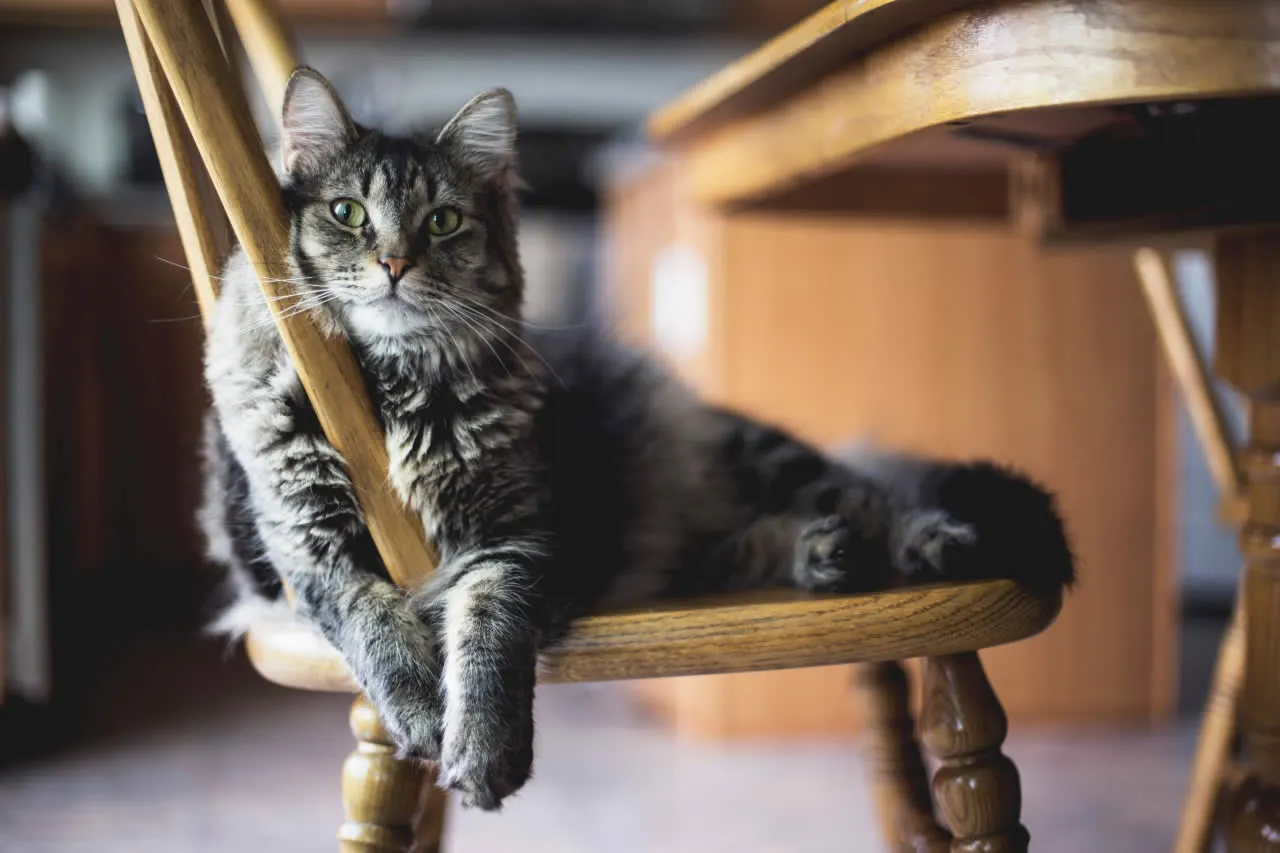 Katze Meckern