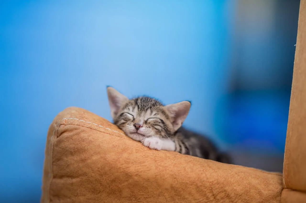sei oder nicht sei - cute cat